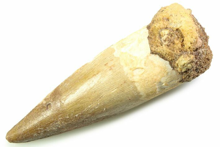 Fossil Spinosaurus Tooth - Real Dinosaur Tooth #357768
